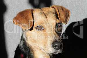 Tierportrait eines braunen Hundes