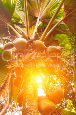 Branches of coconut palms under blue sky and sun. Royal Botanica