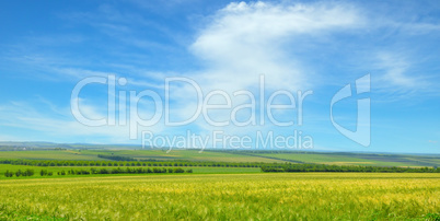 Green field and blue sky with light clouds. Wide photo.