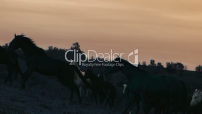 Herd of wild horses moving through the yellow hills, during pink sunset. Wild animals, wild places, running stallions