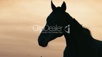 Herd of wild horses moving through the yellow hills, during pink sunset. Wild animals, wild places, running stallions