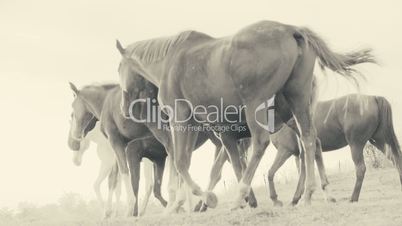 Herd of wild horses moving through the yellow hills, during pink sunset. Wild animals, wild places, running stallions