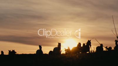 Herd of wild horses moving through the yellow hills, during pink sunset. Wild animals, wild places, running stallions