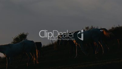 Herd of wild horses moving through the yellow hills, during pink sunset. Wild animals, wild places, running stallions