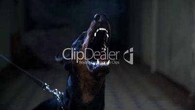 Barking doberman shot in slow-mo