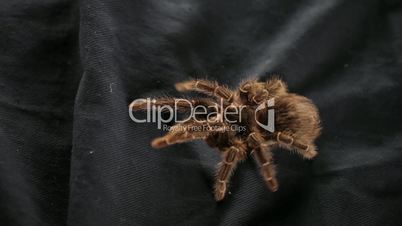 The spider crawls on a black cloth