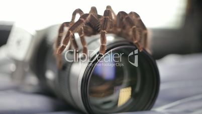The spider crawls on the cannon 70-200mm Lens.Close up
