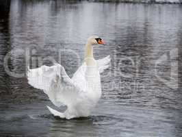 Swan swimming on river