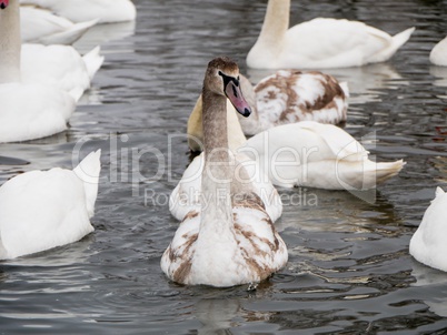 Swan swimming on river
