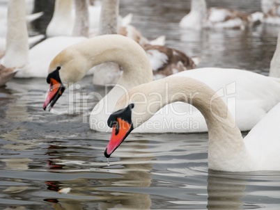 Swan swimming on river