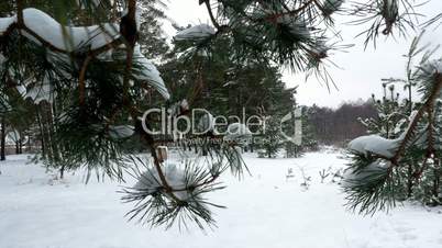 winter forest tree pine snow 4k