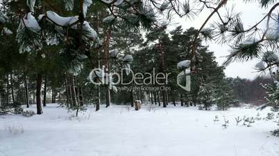 winter forest tree pine snow