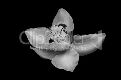 Isolated beautiful orchid in black and white