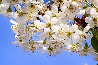 Branch of blossoming cherry against the blue sky.