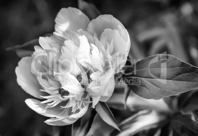 Blossoming white peony among green leaves