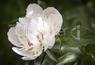 Blossoming white peony among green leaves