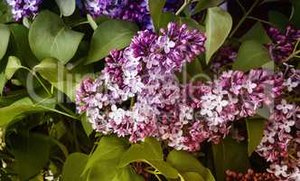 Branch of lilac with beautiful colors.