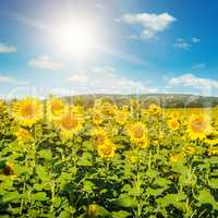 Field with blooming sunflowers and sun on cloudy sky.