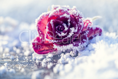 Rose im Schnee