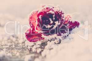 Rose im Schnee - Vintage
