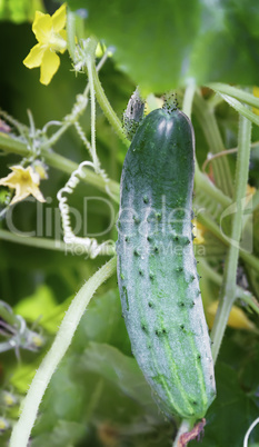 In the greenhouse grows a young cucumber.