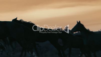 Herd of wild horses moving through the yellow hills, during pink sunset. Wild animals, wild places, running stallions