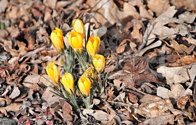 gelber Krokus in braunem Laub