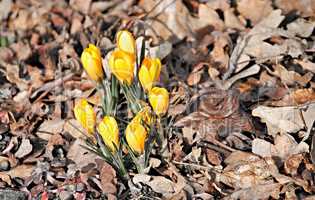 gelber Krokus in braunem Laub