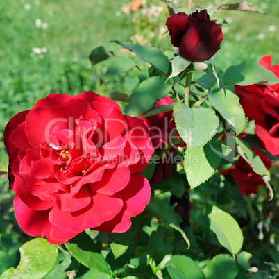 Beautiful roses in garden. Rose for Valentine Day.