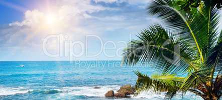 Beach tropical ocean , palm trees and sun. Wide photo.