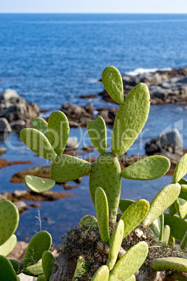 Cacti cluster near the ocean coastal in Costa Brava in Spain