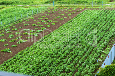 growing vegetables in the home garden, cultivated fields with sprouts of agricultural crops