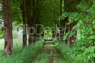 walkway of tall old green trees, the old dirt road between the tall trees