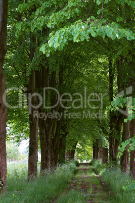 walkway of tall old green trees, the old dirt road between the tall trees