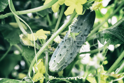 In the greenhouse grows a young cucumber.