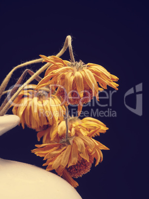 Withered yellow daisy flowers, vintage color stylized