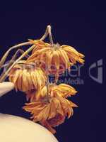 Withered yellow daisy flowers, vintage color stylized