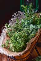 Herbal collection of: thyme,oregano, rosemary