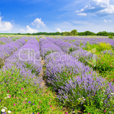 Blooming lavender in a field and blue sky. Shallow depth of fiel