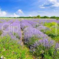 Blooming lavender in a field and blue sky. Shallow depth of fiel