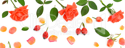 Pink roses isolated on white background