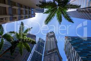 Skyscrapers and Palm Trees