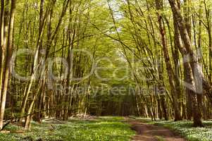 walkway of tall old green trees, the old dirt road between the tall trees