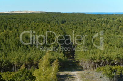 green coniferous forest top view, top view on tree crowns