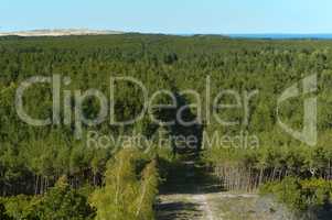 green coniferous forest top view, top view on tree crowns
