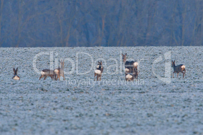 Rehe im Winter