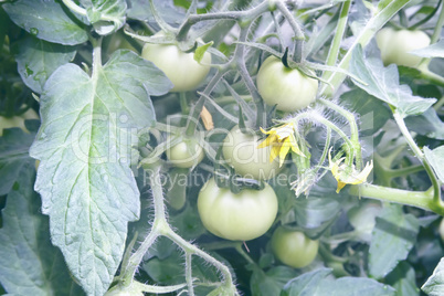 Ripening green tomatoes on the branch of a Bush.