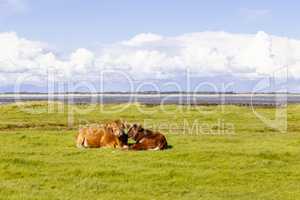 Kühe am Wattenmeer auf Amrum, Cows at the Wadden Sea on Amrum, Germany