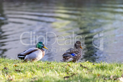 Duck couple at the pond