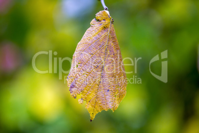 Leaf flies through the air in autumn